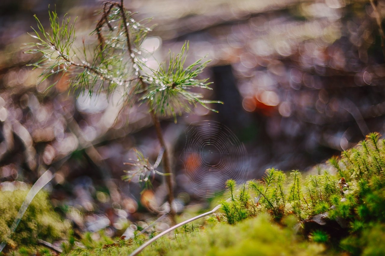 В лесу | Фотограф Артур Язубец | foto.by фото.бай