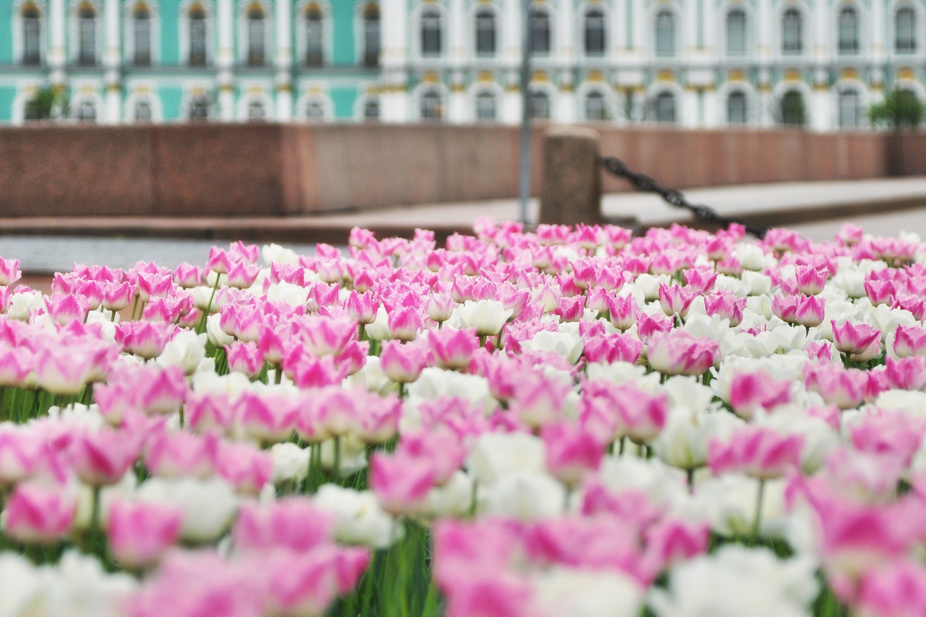 Весна у Зимнего | Фотограф Александр Кузнецов | foto.by фото.бай