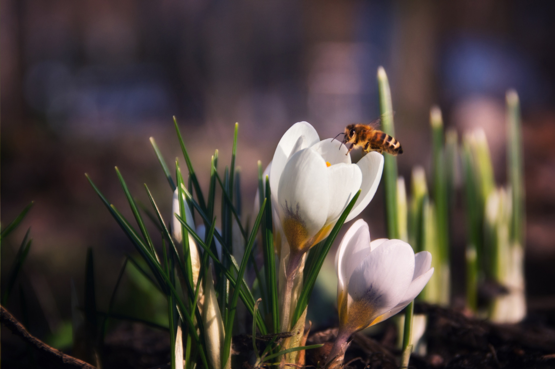 весна | Фотограф Юлия Кранина | foto.by фото.бай