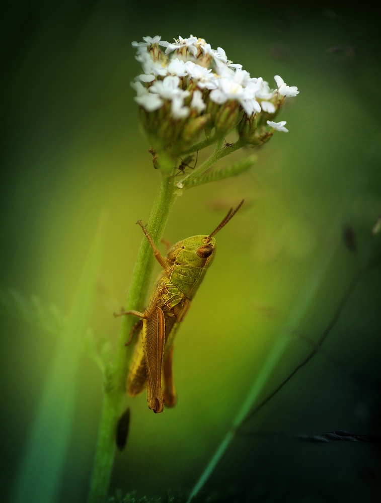 В траве сидел кузнечик | Фотограф Лариса Пашкевич | foto.by фото.бай