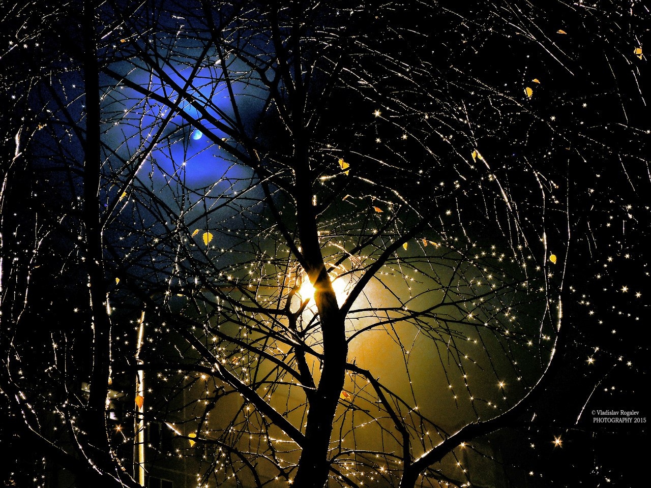 луна, дерево, фонарь и капли после дождя | Фотограф Владислав Рогалев | foto.by фото.бай