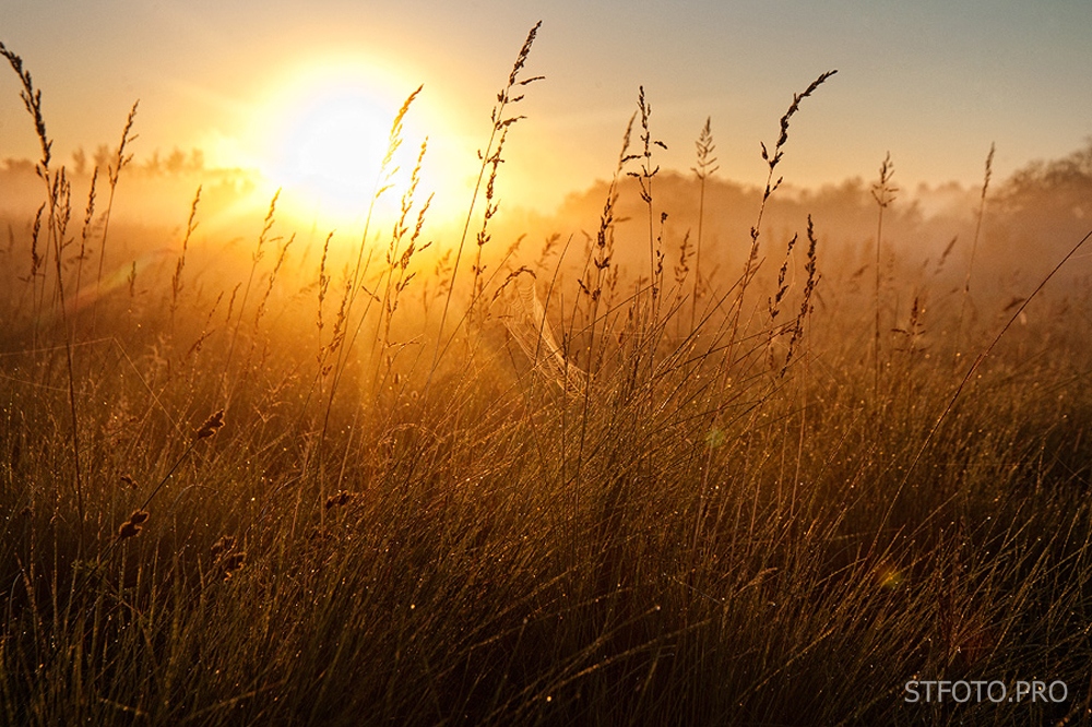 Горело утром поле | Фотограф Стас Аврамчик | foto.by фото.бай