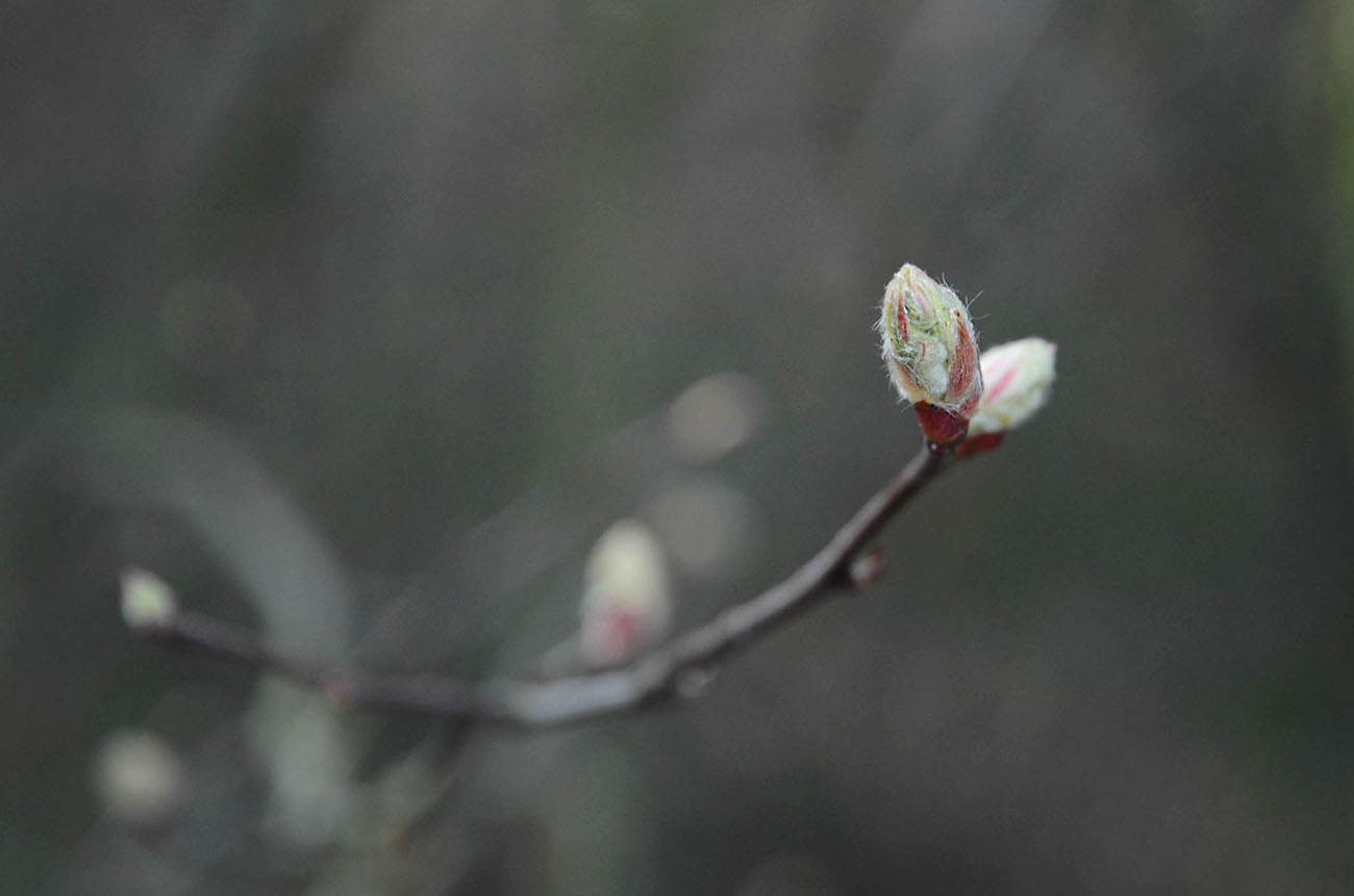 Весна - шанс начать все сначала. | Фотограф tany naumovich | foto.by фото.бай