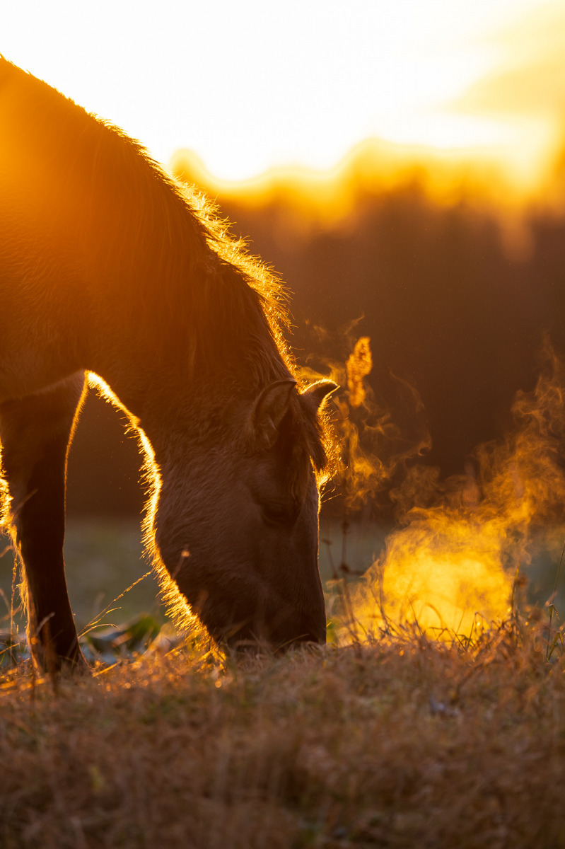 Тарпанавідны конь у промнях узыхода | foto.by фото.бай