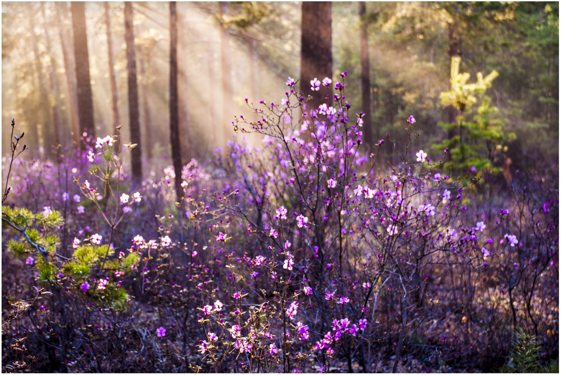 Где-то багульник на сопках цветет... | Фотограф Алексей Снедков | foto.by фото.бай