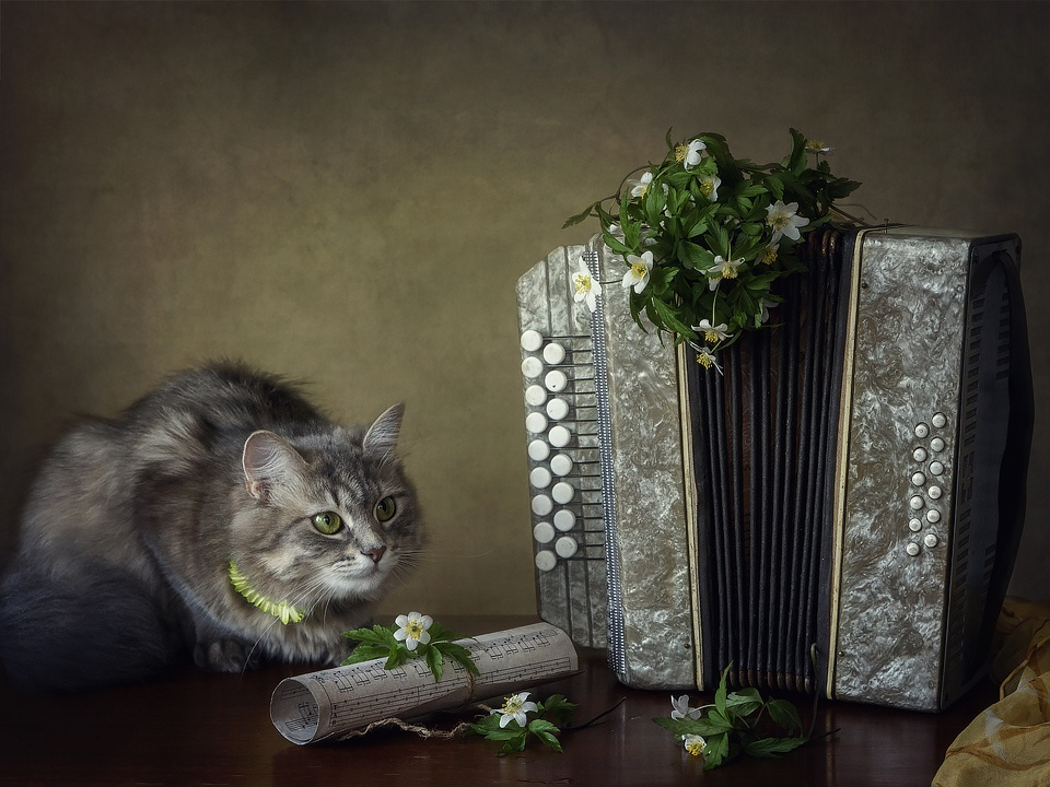 Весенний кошачий романс | Фотограф Ирина Приходько | foto.by фото.бай