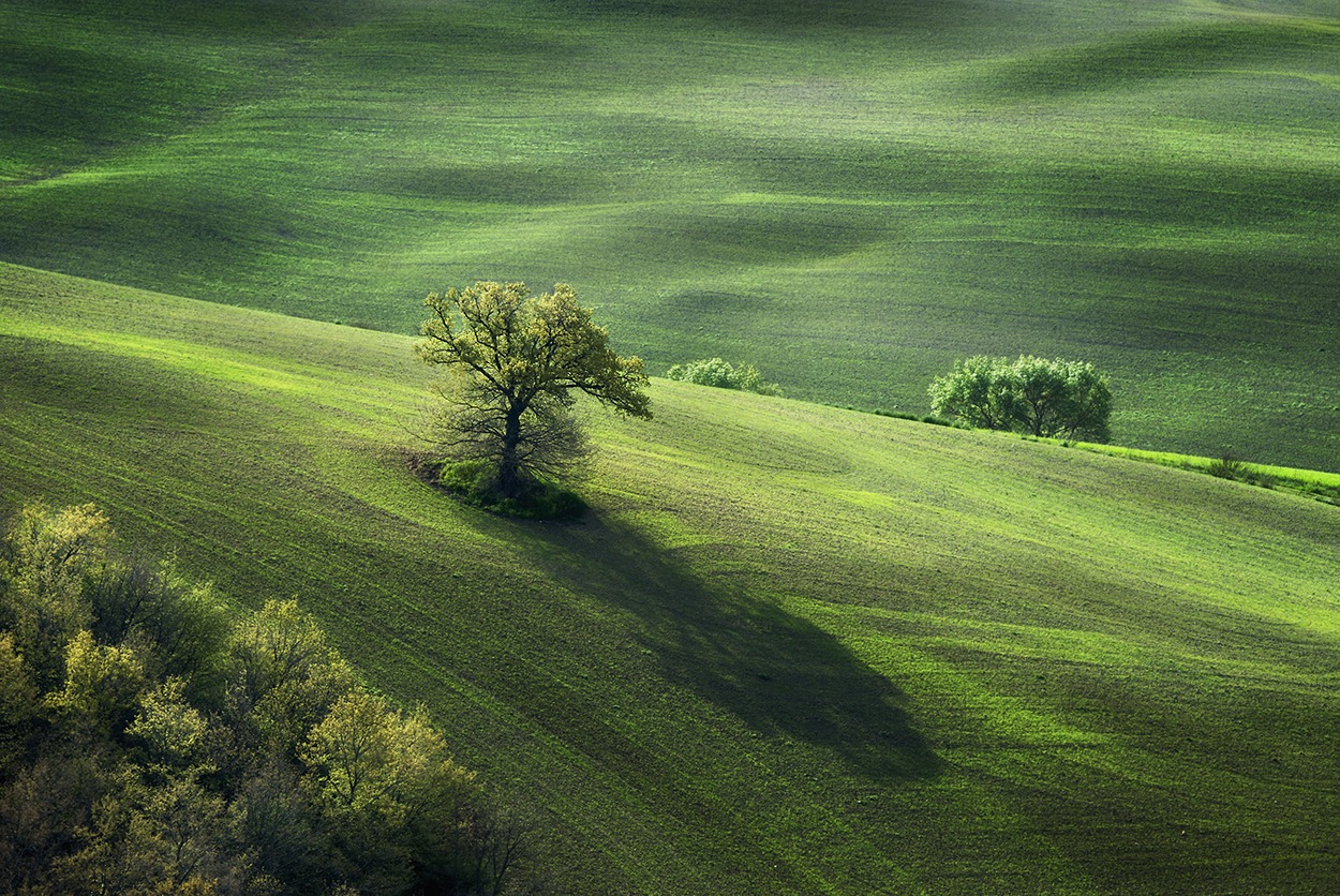 Pastorale in Green | Фотограф Danny Vangenechten | foto.by фото.бай