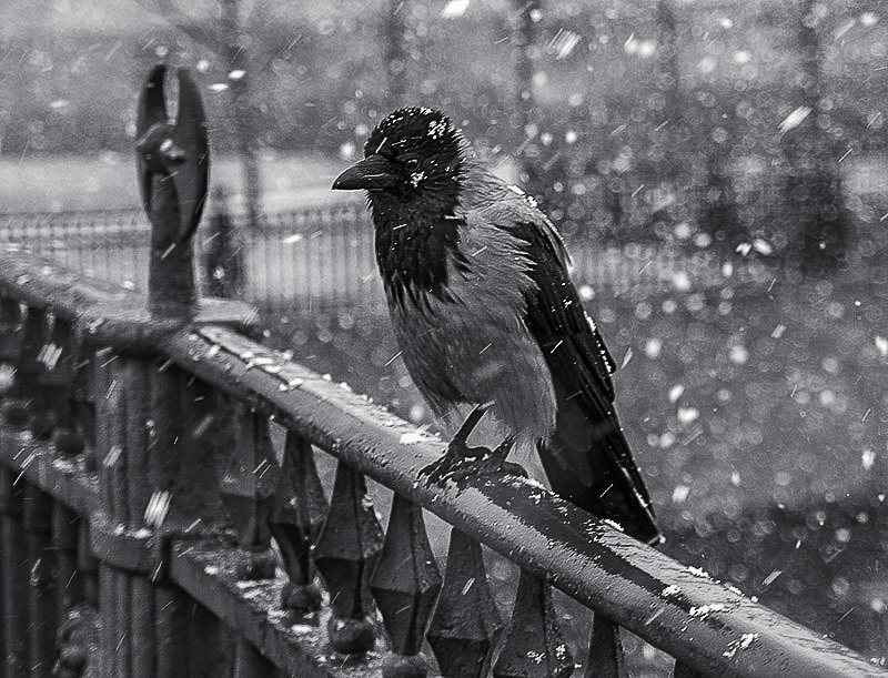 The crow | Фотограф Fermi Paradox | foto.by фото.бай