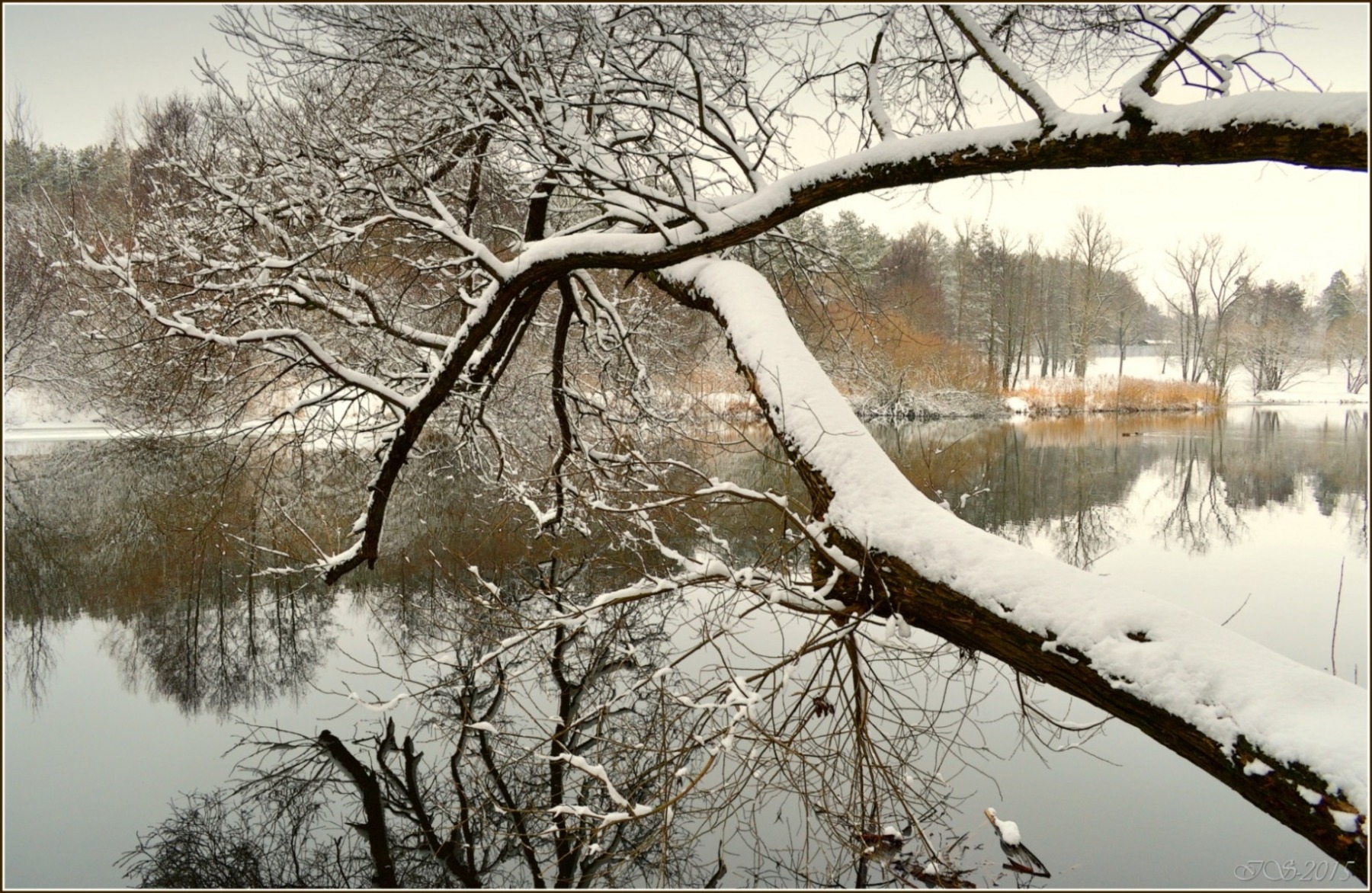 воспоминание о зиме 2 | Фотограф Игорь Сафонов | foto.by фото.бай