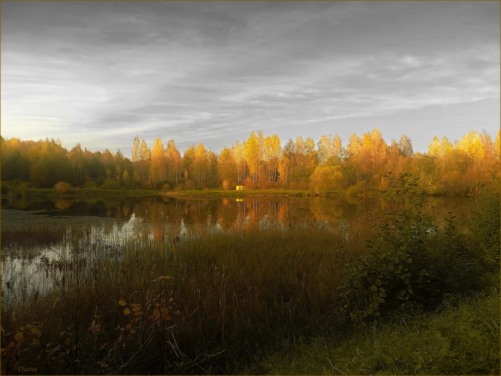 Осенним вечером у пруда | Фотограф Диана Буглак-Диковицкая | foto.by фото.бай