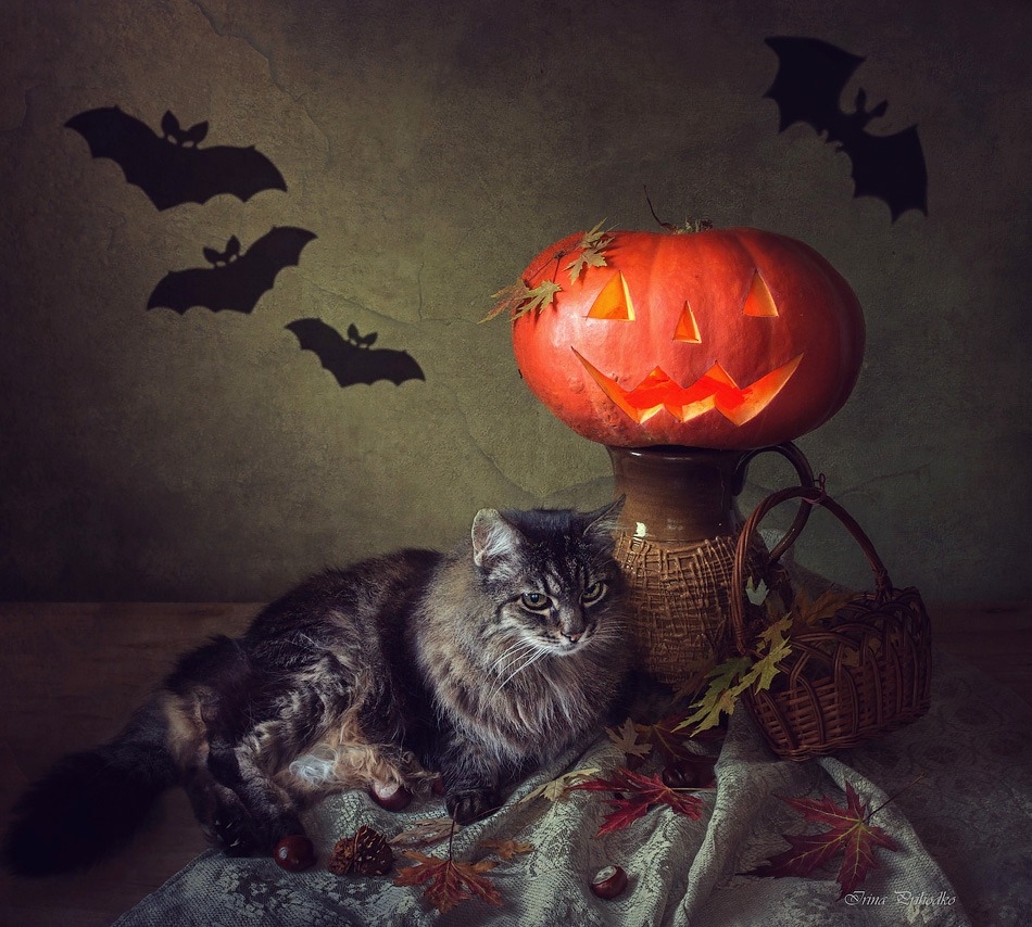 Хеллоуин с котом | Фотограф Ирина Приходько | foto.by фото.бай