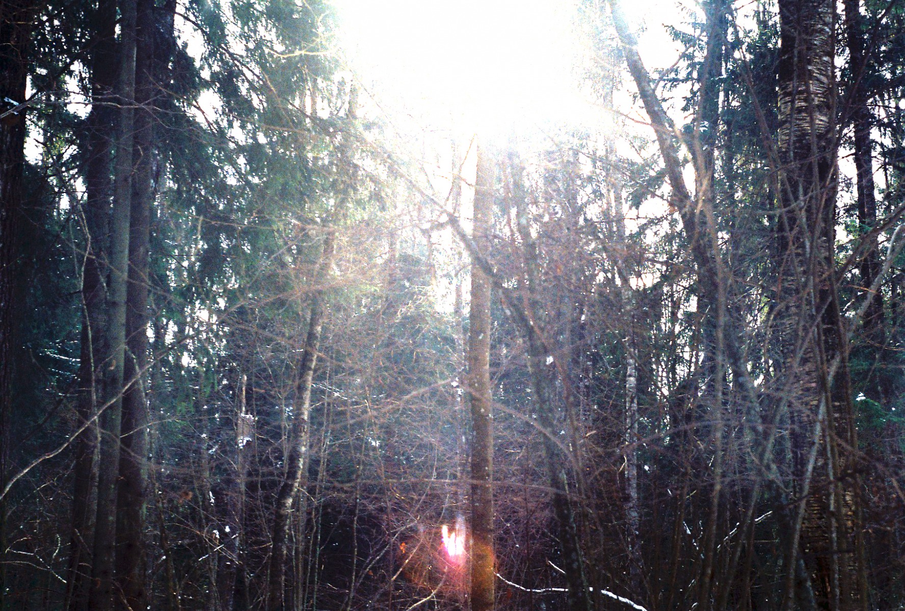лес | | Фотограф Максим Никифоров | foto.by фото.бай