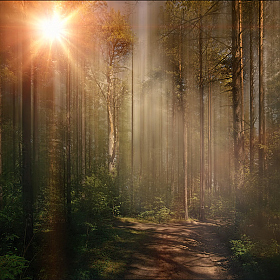 фотограф Алексей Богорянов. Фотография "Заколдованный лес."