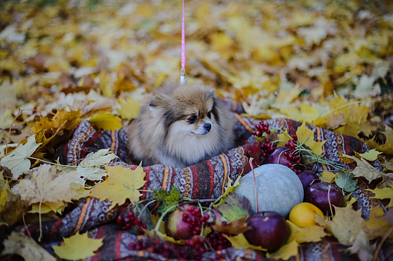 Фотограф Настя Шубина, фотография добавлена 26.11.2018