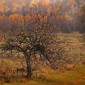фотограф Андрей Величкевич. Фотография "Куда падают яблоки"