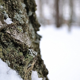 фотограф Владислав Синкевич. Фотография "Дерево в снегу"