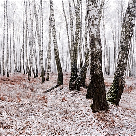 фотограф Юрий Купреев. Фотография "Молочный лес"