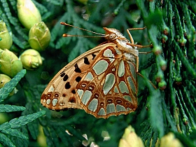 бабочка | Фотограф Юрий Ленченков | foto.by фото.бай