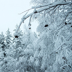 фотограф Константин Konstanto. Фотография "Рябина под снегом..."