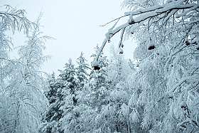 Рябина под снегом... | Фотограф Константин Konstanto | foto.by фото.бай