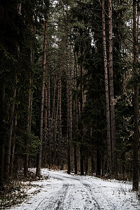 Дорога в зимнюю страну | Фотограф Дарья Коваленко | foto.by фото.бай
