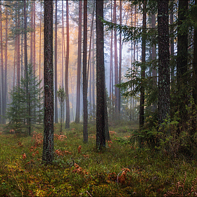 Про осень в лесу | Фотограф Сергей Шабуневич | foto.by фото.бай