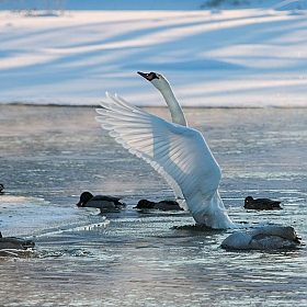 фотограф Александр Есликов. Фотография "белый Лебедь  на  Днепре"