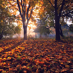 Рыжая осень | Фотограф Сергей Шабуневич | foto.by фото.бай