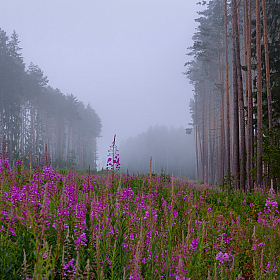 фотограф Руслан Авдевич. Фотография "Таинственный лес"