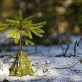 фотограф Антон Толкачев. Фотография "В лесу родилась елочка..."