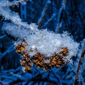 Зимние бриллианты. | Фотограф Надежда Войтешонок | foto.by фото.бай