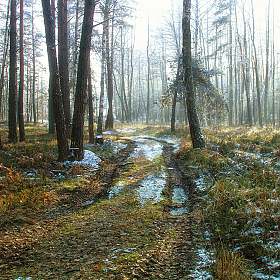 фотограф Стас Аврамчик. Фотография "прогулка по лесу"