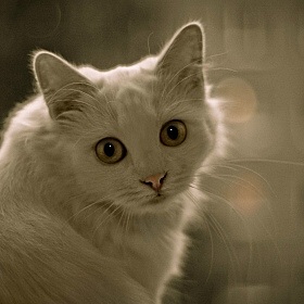 фотограф СашАиЛенА Сенчуровы. Фотография "Взгляд кошки..."