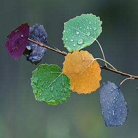 Осенний изыск | Фотограф Александр Чиж | foto.by фото.бай