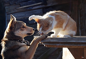 Как кот с собакой... | Фотограф Вероника Ранцева | foto.by фото.бай