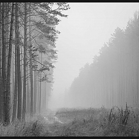 фотограф Елена Ерошевич. Фотография "Тропинка в туман"