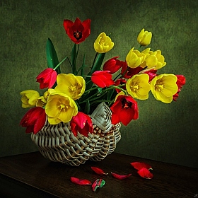 Всего лишь тюльпаны | Фотограф Ирина Приходько | foto.by фото.бай