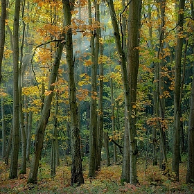 осенний лес | Фотограф Анатолий Адуцкевич | foto.by фото.бай