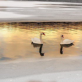 Лебеди | Фотограф Дмитрий Голуб | foto.by фото.бай