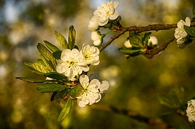 Весна. Цветение сливы. | Фотограф tany naumovich | foto.by фото.бай