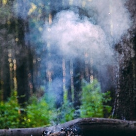 фотограф Дарья Крук. Фотография "Лесной дух"