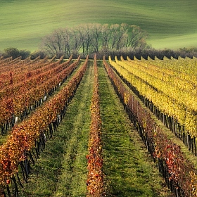 / The Wine Line / | Фотограф Влад Соколовский | foto.by фото.бай