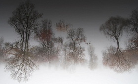 летающий лес | Фотограф Сергей Шляга | foto.by фото.бай