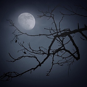 фотограф Лариса Пашкевич. Фотография "Икебана с луной"
