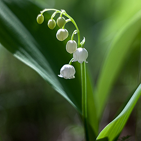 Аромат весны... | Фотограф Айвар Удрис | foto.by фото.бай