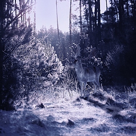 фотограф Юлия Войнич. Фотография "Волшебный лес"
