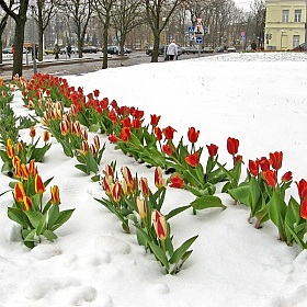 фотограф Александр Архипов. Фотография "Тюльпаны в снегу"