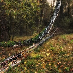 фотограф Сергей Шабуневич. Фотография "... про осенний лес"