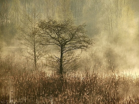 Туманное утро | Фотограф Павел Нагин | foto.by фото.бай