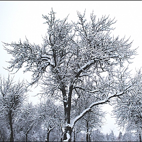 фотограф Артем Драгун. Фотография "Зимний сад"
